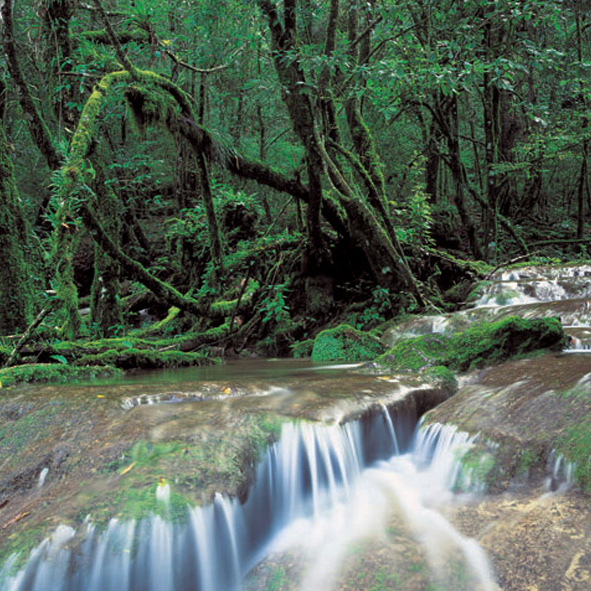 Explorar la Reserva de la Biosfera “ El Cielo” – TAMAULIPAS, MARAVILLAS NATURALES
